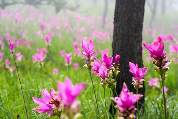 ชัยภูมิ